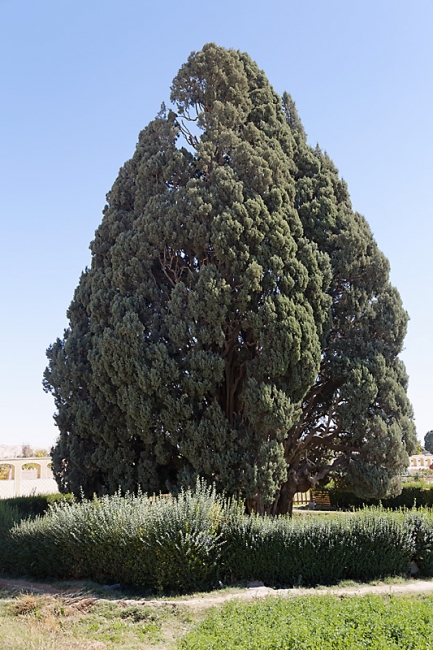 Abarkuh-Cyprès de 4500-5000 ans-002